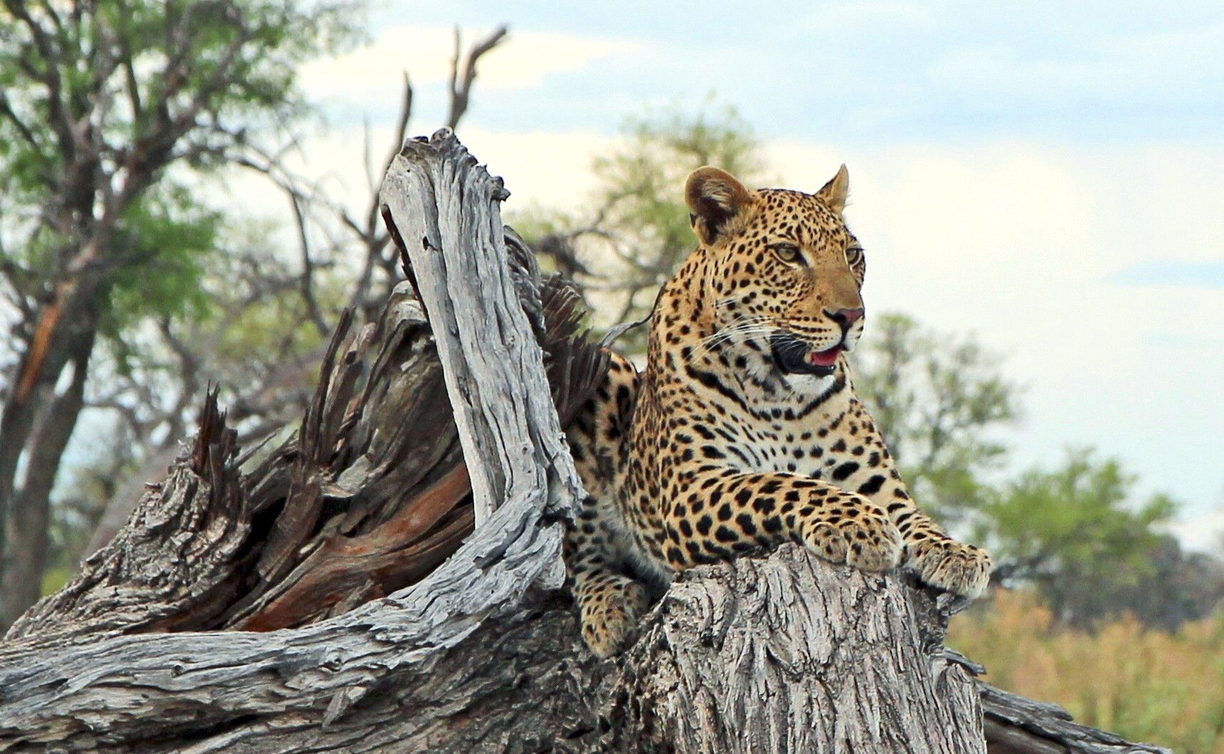 Leopard, Glück bei der Pirschfahrt im Chobe NP Foto: Markus Leithold
